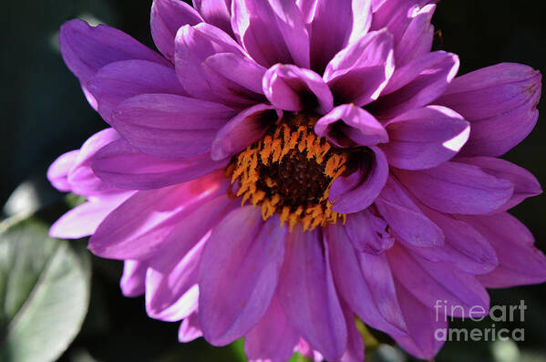 Dahlia Poster featuring the photograph Purple by Debby Pueschel