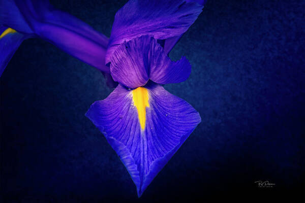 Elegant Poster featuring the photograph Purple Petals #1 by Bill Posner