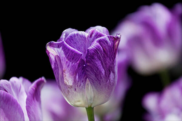 Tulip Poster featuring the photograph Purple Tulip #1 by Robert Ullmann
