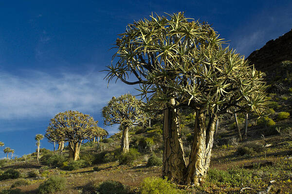 Africa Poster featuring the photograph Quiver Tree Forest #1 by Michele Burgess