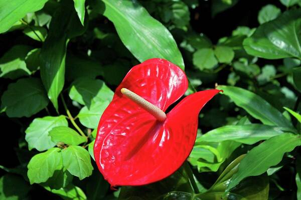 Flamingo Flower Poster featuring the photograph Red Flamingo Flower II #2 by Michiale Schneider