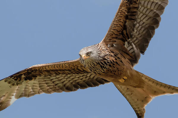 Red Poster featuring the photograph Red Kite #1 by Ian Hufton