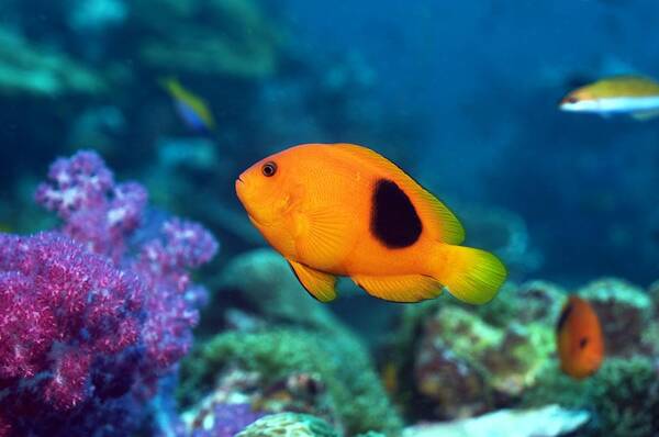 Amphiprion Ephippium Poster featuring the photograph Red Saddleback Anemonefish And Soft Coral #1 by Georgette Douwma