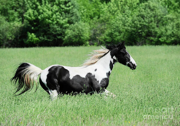 Rosemary Farm Sanctuary Poster featuring the photograph Cleopatra by Carien Schippers