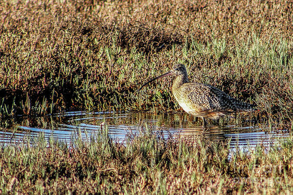 Bird Poster featuring the photograph Camouflage by Adam Morsa