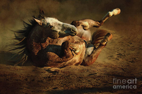 Animal Poster featuring the photograph Beautiful Rolling Horse by Dimitar Hristov