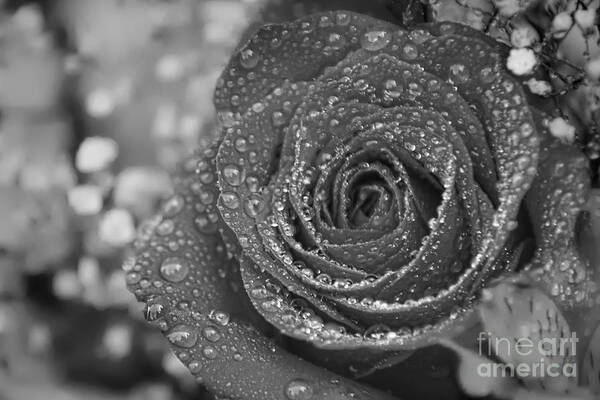 Rose In Black And White Poster featuring the photograph Rose #2 by Olga Hamilton