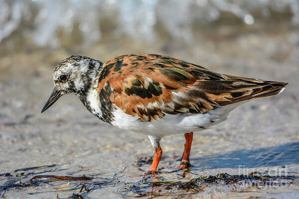 Birds Poster featuring the photograph Ruddy Turnstone #2 by John Greco