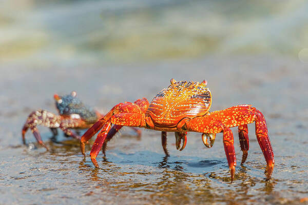 Galapagos Islands Poster featuring the photograph Sally Lightfoot crab on Galapagos Islands #1 by Marek Poplawski