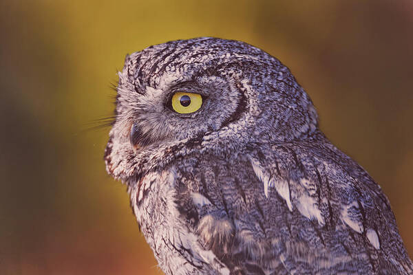 Animal Poster featuring the photograph Screech Owl #1 by Brian Cross