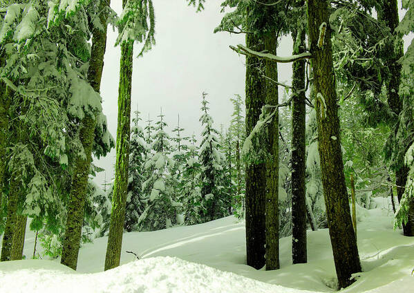 Snow Poster featuring the photograph Snow in the forest #2 by Jeff Swan