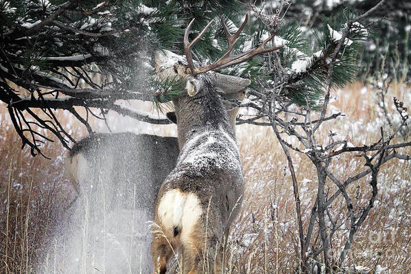 Deer Poster featuring the photograph Snow Showers #2 by Jim Garrison