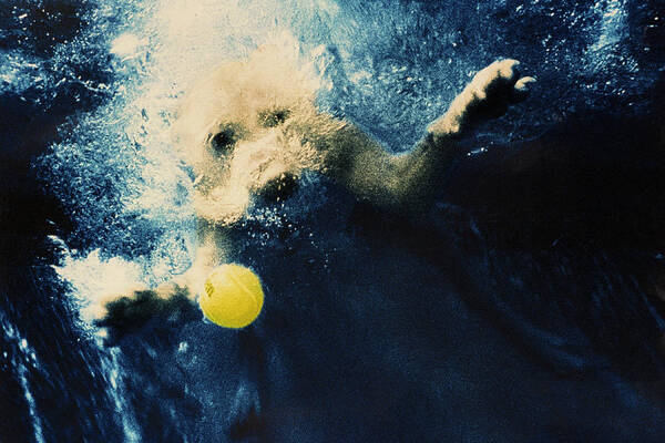 Dog Poster featuring the photograph Splashdown #1 by Jill Reger