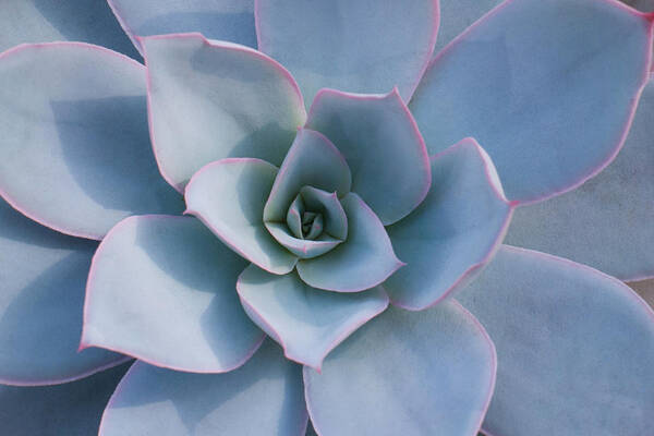 Succulent Poster featuring the photograph Succulent Beauty #1 by Catherine Lau