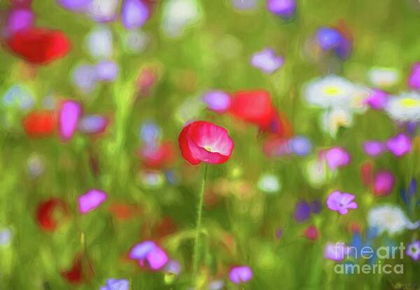 Summer Poster featuring the photograph Summer Meadow #1 by Eva Lechner