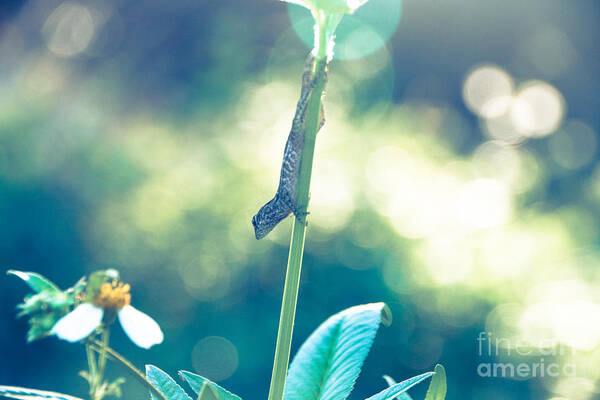 Animal Poster featuring the photograph Suspended headlong lizard #1 by Amanda Mohler