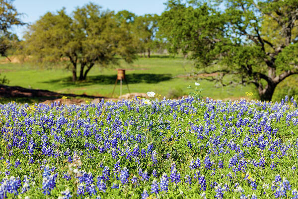 Austin Poster featuring the photograph Texas Wildflowers #1 by Raul Rodriguez