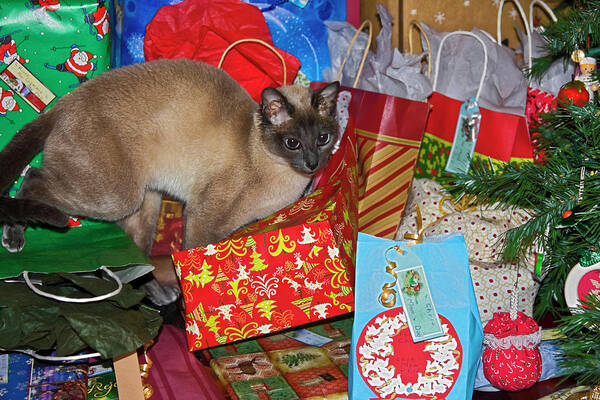 Tonkinese Cat Among Christmas Gifts Poster featuring the photograph The Best Gift #1 by Sally Weigand