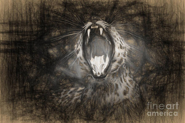 Leopard Poster featuring the photograph The Leopard's Tongue Rolling Roar III by Mary Lou Chmura