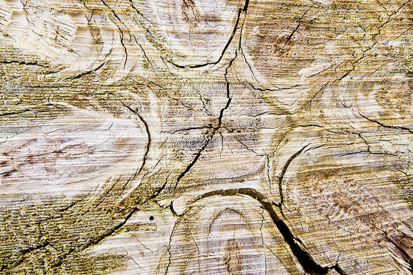 Abstract Poster featuring the photograph Tree trunk #1 by Tom Gowanlock