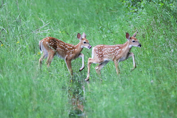 Twins Poster featuring the photograph Twin Fawns #1 by Brook Burling