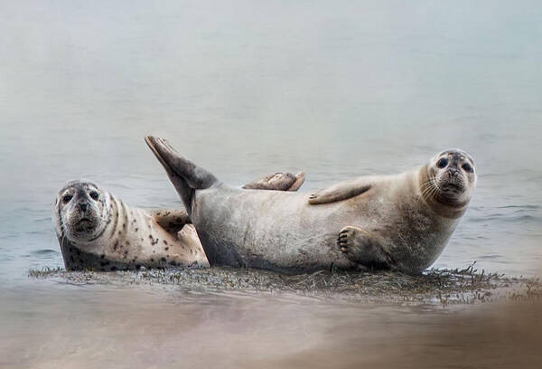 Seals Poster featuring the photograph Two's Company #2 by Robin-Lee Vieira