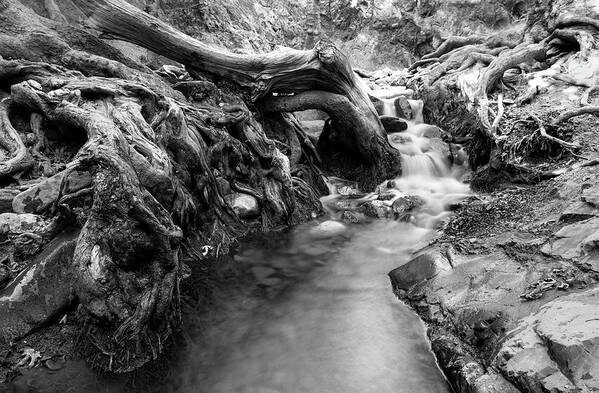 Cascade Poster featuring the photograph Water flowing through tree roots #2 by Michalakis Ppalis