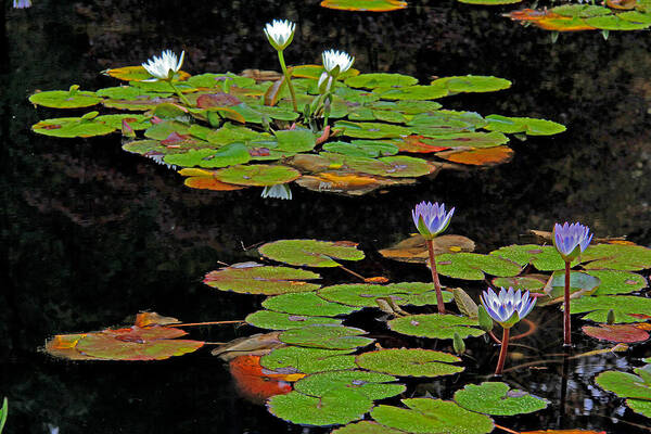 Water Lilies Poster featuring the photograph Waterlilies 6 by Richard Krebs