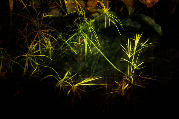 Water Poster featuring the photograph Weeds #1 by Harry Spitz