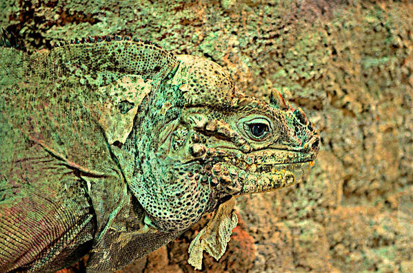 Rhinoceros Iguana Poster featuring the photograph When you See It #1 by Ally White