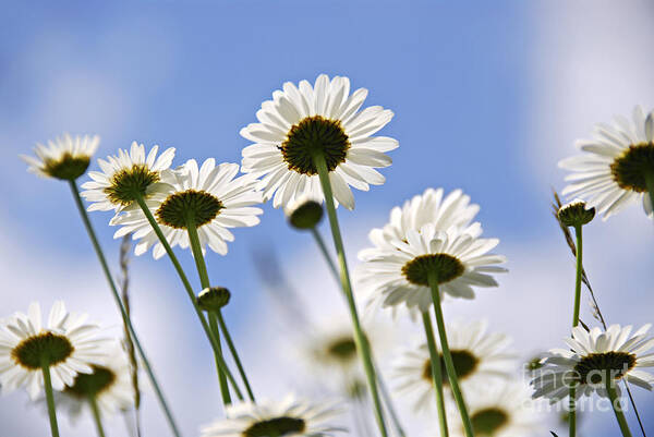 Daisy Poster featuring the photograph White daisies and sky by Elena Elisseeva