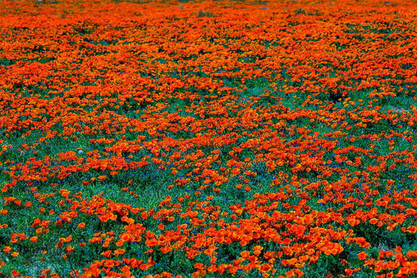 Poppy Poster featuring the photograph Wild Poppies #1 by Garry Gay