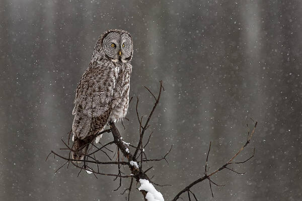 Bird Poster featuring the photograph Winterstill #1 by Sandy Sisti