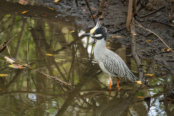 Yellow-crowned Night Heron Poster featuring the photograph Yellow-Crowned Night Heron #2 by Toni Thomas