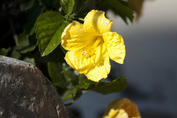 Photo Poster featuring the photograph Yellow flower #1 by Martin Valeriano