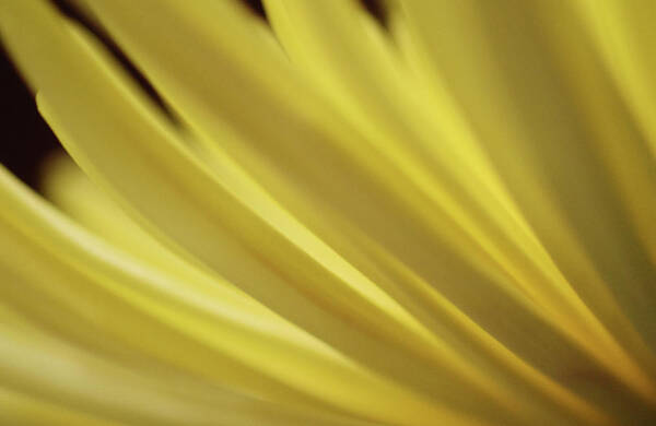 Photograph Poster featuring the photograph Yellow Mum Petals #14 by Larah McElroy