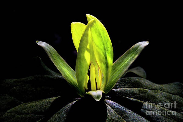 Yellow Trillium Poster featuring the photograph Yellow Trillium #1 by Barbara Bowen