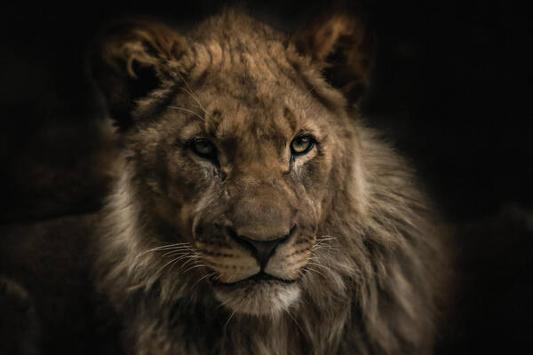 Lion Poster featuring the photograph Young Lion #1 by Christine Sponchia