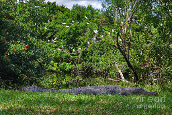 American Alligator Poster featuring the photograph 10- American Alligator by Joseph Keane