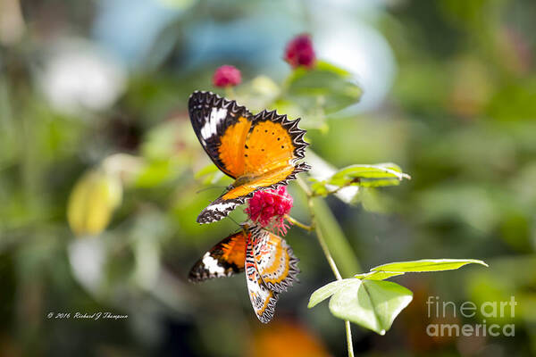 Butterfly Wonderland Poster featuring the photograph Butterfly #2 by Richard J Thompson