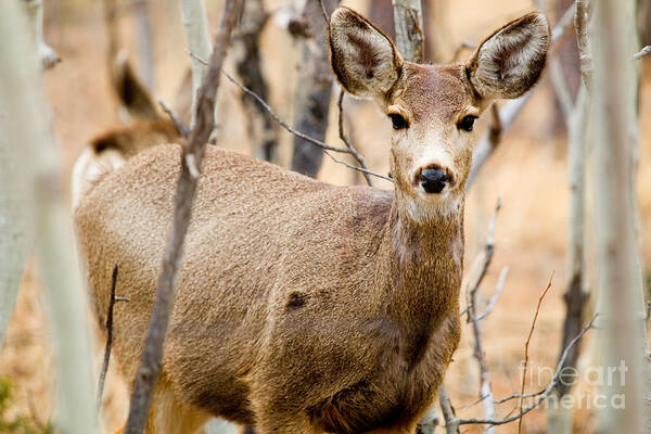 Deer Poster featuring the photograph Mule Deer in the Pike National Forest #10 by Steven Krull