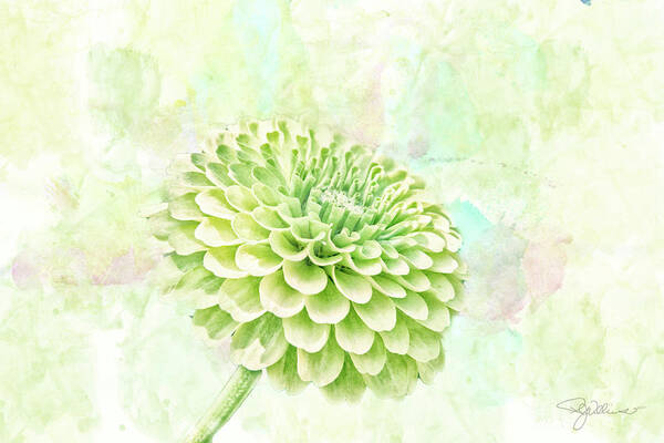 Chrysanthemum Poster featuring the mixed media 10891 Green Chrysanthemum by Pamela Williams