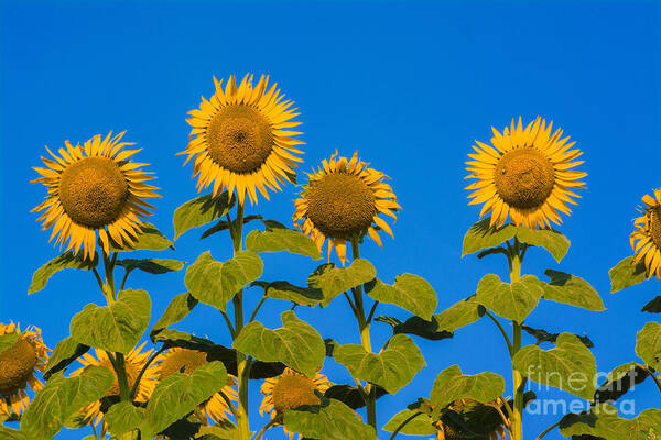 Agriculture Poster featuring the photograph Field of sunflowers #12 by Bernard Jaubert