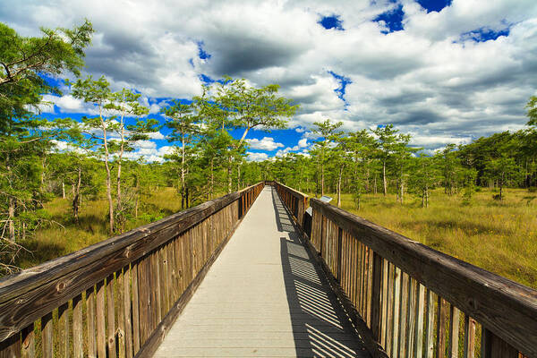 Everglades Poster featuring the photograph Florida Everglades #13 by Raul Rodriguez