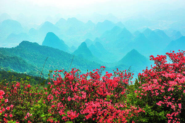 Spring Poster featuring the photograph Blossoming azalea and mountain scenery #16 by Carl Ning