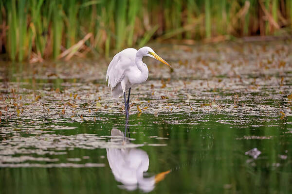 Animal Poster featuring the photograph White, Great Egret #16 by Peter Lakomy