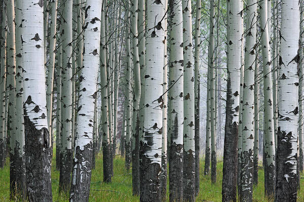 Quaking Aspen Poster featuring the photograph 160115p111 by Arterra Picture Library