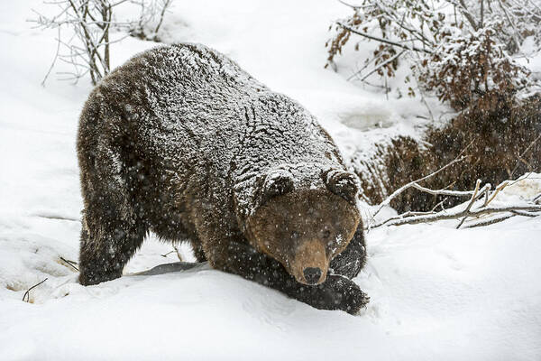 Bear Poster featuring the photograph Brown bear in the snow by Arterra Picture Library