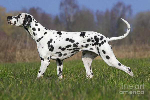 Dalmatian Poster featuring the photograph 160304p168 by Arterra Picture Library