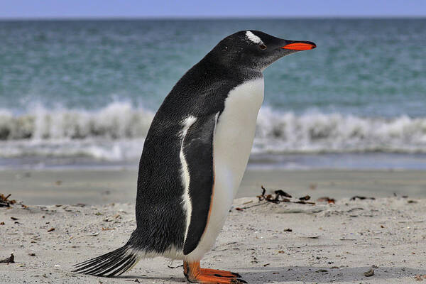 Gentoo Penguins Falkland Islands Poster featuring the photograph Gentoo Penguins Falkland Islands #17 by Paul James Bannerman